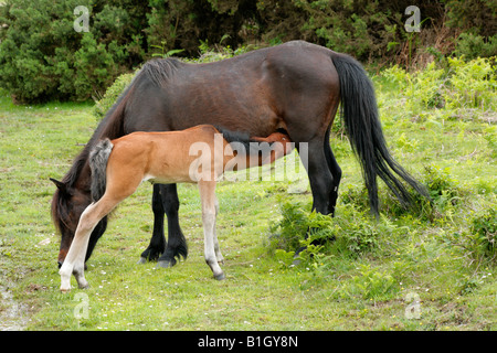 Nuova nata New Forest pony puledro, allattamento sul mare su New Forest National Park, Inghilterra. Foto Stock