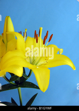 Lilium Azucena Foto Stock