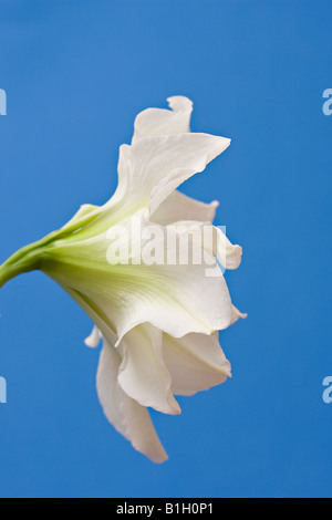 Primo piano del lato di un doppio Amaryllis fiore 'Ninfa bianco' su uno sfondo blu Foto Stock