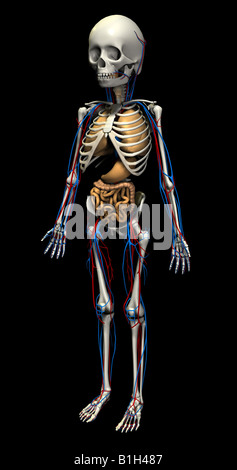 Lo scheletro di anatomia circolazione cuore Polmoni apparato digestivo Foto Stock