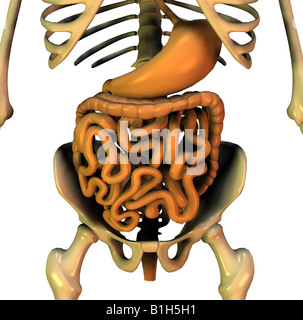 Anatomia di digestione pelvica Foto Stock