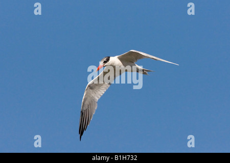 Caspian Tern Sterna caspia San Blas Nayarit Messico 20 gennaio femmina adulta Anhingidae Foto Stock