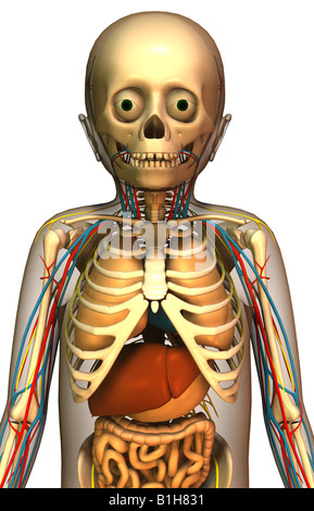 Anatomia del bambino con organi Foto Stock