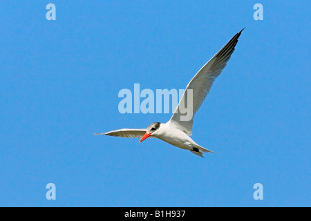 Caspian Tern Sterna caspia San Blas Nayarit Messico 20 gennaio femmina adulta Anhingidae Foto Stock