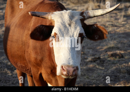 Hereford mucca, STATI UNITI D'AMERICA Foto Stock