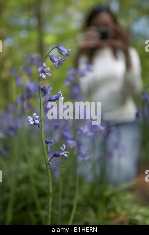 Giovane donna di scattare una foto delle Bluebells Foto Stock