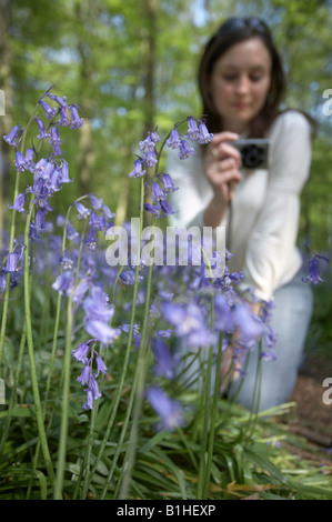 Giovane donna prendendo fotografia di Bluebells Foto Stock