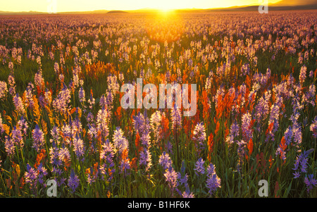 IDAHO, Camas Prairie Centennial Marsh. Tramonto il filtraggio attraverso viola gigli rosso e fiori selvatici. Foto Stock