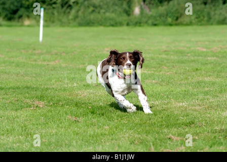 Springer Spaniel cane giocando con una palla da tennis Foto Stock