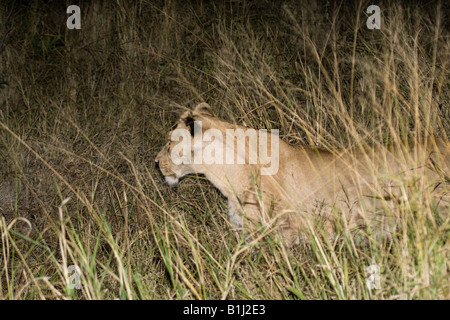 Leonessa aggirava attraverso l'erba alta di notte, visto durante un safari notturno game drive nel Parco di Kruger NP Foto Stock