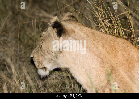 Leonessa aggirava attraverso l'erba alta di notte, visto durante un safari notturno game drive nel Parco di Kruger NP Foto Stock