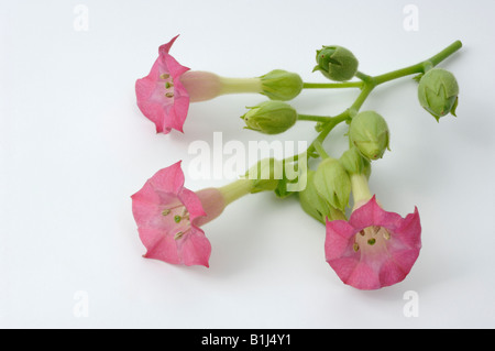 Comune di tabacco (Nicotiana tabacum), fioritura ramoscello studio immagine Foto Stock