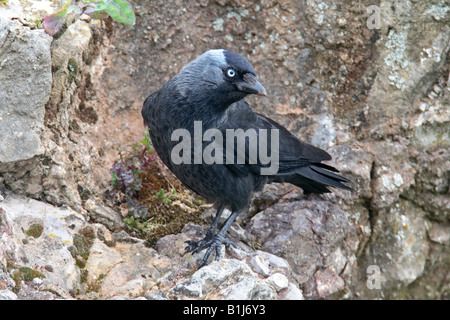 Taccola Corvus monedula A NESTSITE sulla scogliera vicino fino Foto Stock