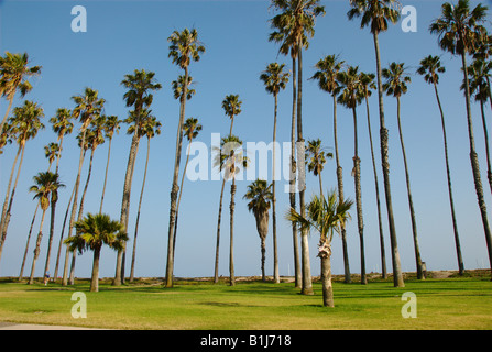 Palme lungo la spiaggia di Santa Barbara, California, Stati Uniti d'America Foto Stock