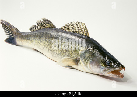 Il pesce persico, Zander (Lucioperca lucioperca, Stizostedion lucioperca), studio immagine Foto Stock
