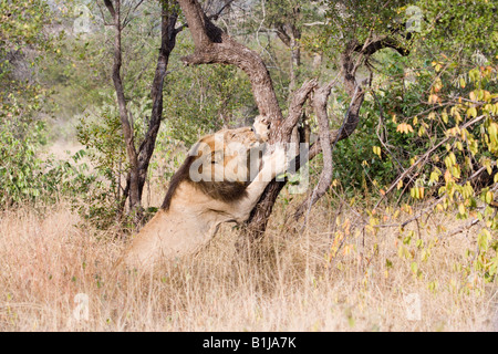 Un grande nero maned lion artigli e graffi di un albero vicino a Satara, Kruger NP, Sud Africa. Foto Stock