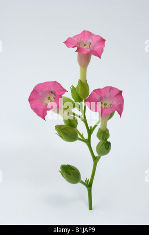 Comune di tabacco (Nicotiana tabacum), fioritura ramoscello, studio immagine Foto Stock