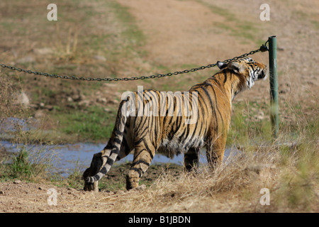 Profumo di rilevamento contrassegnare,tigre del Bengala (Panthera Tigris) Foto Stock