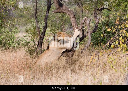 Un grande nero maned lion artigli e graffi di un albero vicino a Satara, Kruger NP, Sud Africa. Foto Stock