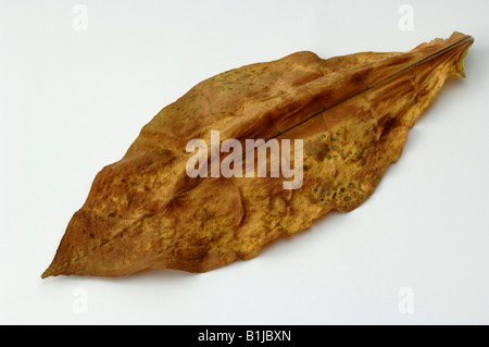 Comune di tabacco (Nicotiana tabacum), foglie secche, studio immagine Foto Stock