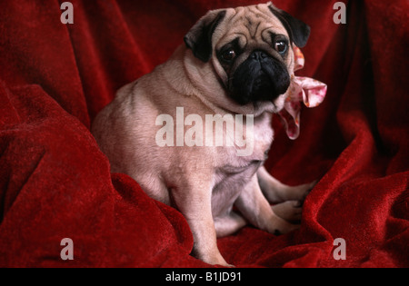 Pug (Canis lupus f. familiaris), un drappo rosso Foto Stock