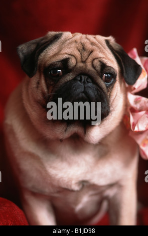 Pug (Canis lupus f. familiaris), un drappo rosso Foto Stock