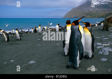 Re pinguini raccolti sulla spiaggia di Isola Georgia del Sud Atlantico Meridionale Oceano Antartico estate Foto Stock