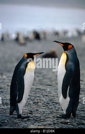 Re pinguini raccolti sulla spiaggia di Isola Georgia del Sud Atlantico Meridionale Oceano Antartico estate Foto Stock