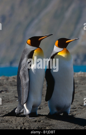 Re pinguini raccolti sulla spiaggia di Isola Georgia del Sud Atlantico Meridionale Oceano Antartico estate Foto Stock