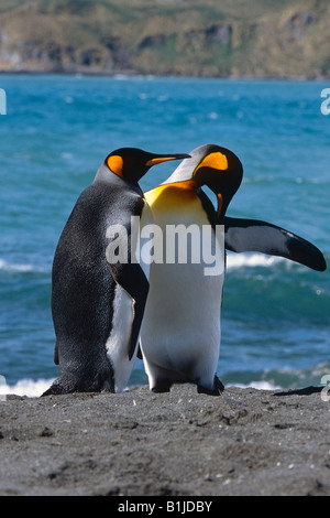 Re pinguini raccolti sulla spiaggia di Isola Georgia del Sud Atlantico Meridionale Oceano Antartico estate Foto Stock