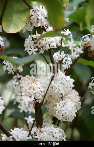 Pleiocarpa mitica, Aipocynaceae. Africa occidentale tropicale Foto Stock