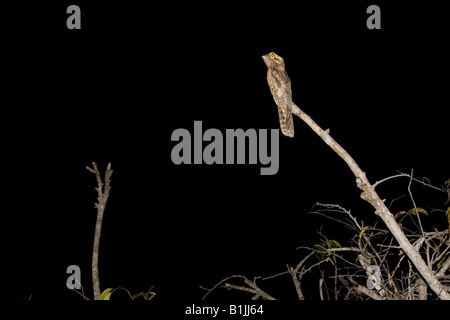 Northern Potoo Nyctibius jamaicensis mexicanus San Blas Nayarit Messico 20 gennaio Adulti Nyctibiidae Foto Stock