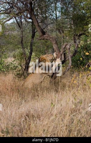 Un grande nero maned lion artigli e graffi di un albero vicino a Satara, Kruger NP, Sud Africa. Foto Stock