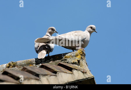 Una coppia di colombe a collare su un tetto di tegole con il lichen Devon Foto Stock