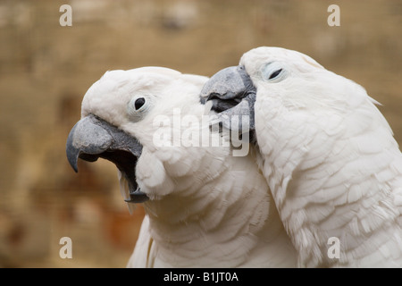 2 cacatua preening Foto Stock