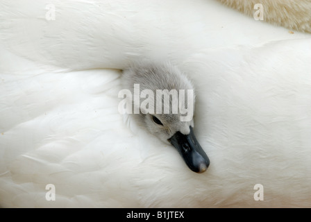 Molto giovane cigno cygnet bloccata la sua testa fuori dal tra madri ala piume Abbotsbury Foto Stock