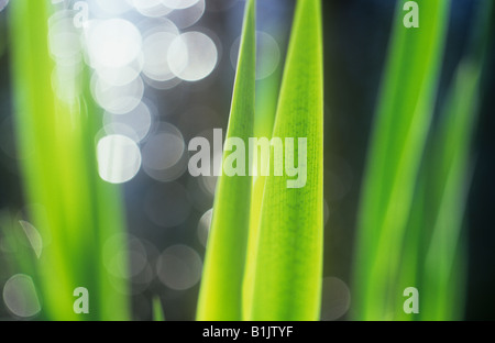 Close up retroilluminato verde fresco foglie piatte di iris gialla con defocussed blob di luce sull' acqua scura dietro Foto Stock