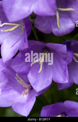 Una fioritura blu Campanula in un giardino di Cheshire England Regno Unito Foto Stock