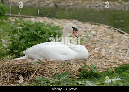 Cigno penna su un nido con uova a Abbotsbury Swannery Foto Stock