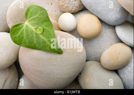 Primo piano di foglie di avorio con una goccia di acqua su sfondo di ciottoli Foto Stock