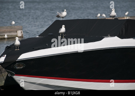 Gabbiani resto temporaneamente sul cofano di un motoscafo ancorata in un porto Foto Stock