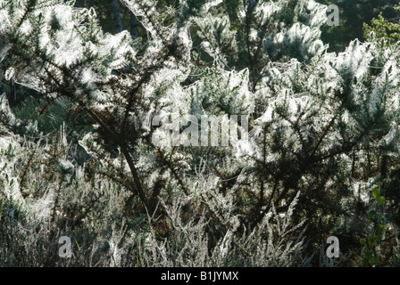 Ragni nastri ricoperti di rugiada su ginestre, Iping comune, Midhurst, Sussex, Regno Unito, Luglio Foto Stock