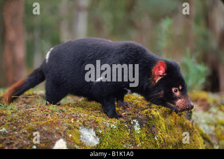 Diavolo della Tasmania (Sarcophilus harrisii) Tasmania Australia Foto Stock
