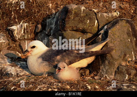 Fulmar (Fulmarus glacialis) sul nido con i giovani - Isole Shetland - Scozia UK Foto Stock