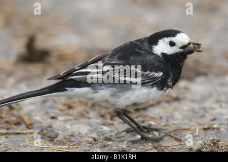 PIED WAGTAIL Motacilla alba con HOVERFLY BECCO IN VISTA LATERALE Foto Stock