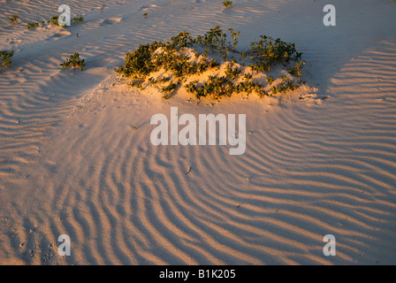 La mattina presto la luce del sole sulla spiaggia di sabbia di St George Island lungo North Florida Panhandle s coast Foto Stock