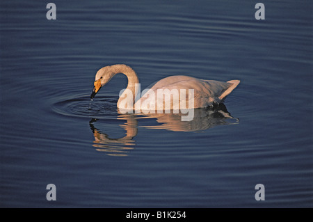 Whooper Swan (Cygnus cygnus) Nuoto - REGNO UNITO Foto Stock