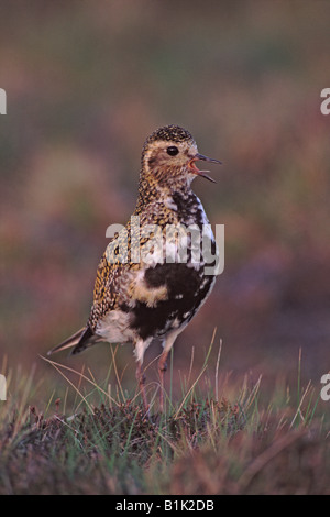 Golden Plover (Pluvialis apricaria) chiamando - REGNO UNITO Foto Stock