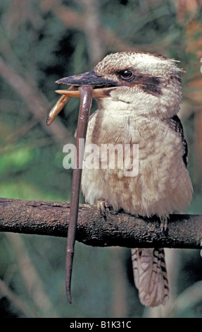 Ridendo Kookaburra (Dacelo gigas) con legless lizard preda - Australia - uno dei più grandi del mondo il martin pescatore Foto Stock