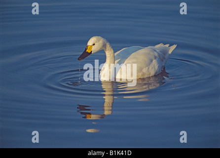 Bewick's Swan (Cygnus columbianus) UK - Nuoto Foto Stock